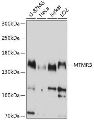 Western Blot MTMR3 Antibody - Azide and BSA Free