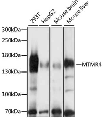 Western Blot MTMR4 Antibody - Azide and BSA Free