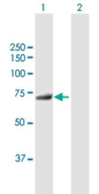 Western Blot: MTMR6 Antibody [H00009107-B01P] - Analysis of MTMR6 expression in transfected 293T cell line by MTMR6 polyclonal antibody.  Lane 1: MTMR6 transfected lysate(68.31 KDa). Lane 2: Non-transfected lysate.