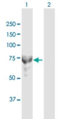 Western Blot: MTMR6 Antibody [H00009107-D01P] - Analysis of MTMR6 expression in transfected 293T cell line by MTMR6 polyclonal antibody.Lane 1: MTMR6 transfected lysate(72.00 KDa).Lane 2: Non-transfected lysate.