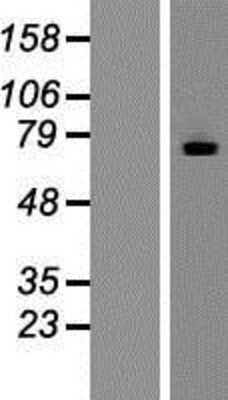 Western Blot MTMR7 Overexpression Lysate