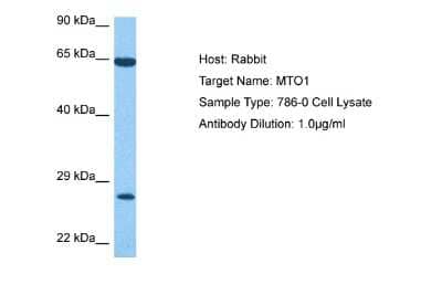 Western Blot: MTO1 Antibody [NBP2-87857] - Host: Rabbit. Target Name: MTO1. Sample Tissue: 786-0 Whole Cell lysates. Antibody Dilution: 1ug/ml