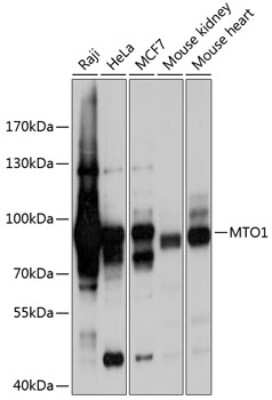 Western Blot: MTO1 Antibody [NBP2-93740] - Analysis of extracts of various cell lines, using MTO1 at 1:1000 dilution.Secondary antibody: HRP Goat Anti-Rabbit IgG (H+L) at 1:10000 dilution.Lysates/proteins: 25ug per lane.Blocking buffer: 3% nonfat dry milk in TBST.Detection: ECL Basic Kit .Exposure time: 1s.