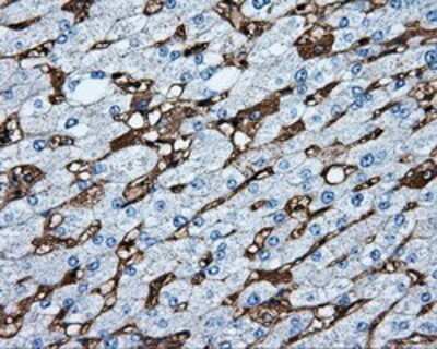Immunohistochemistry: MTRF1L Antibody (OTI1D11) - Azide and BSA Free [NBP2-72814] - Staining of paraffin-embedded liver tissue using anti-MTRF1L mouse monoclonal antibody.