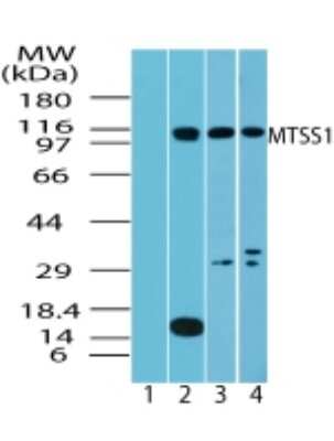 Western Blot: MTSS1 Antibody [NBP2-24717] - Western blot analysis of MTSS1 in testis lysate: 1) pre immune sera, 2) human, 3) mouse and 4) rat testis using NBP2-24717 at 4 ug/ml, 2 ug/ml and 2 ug/ml, respectively.