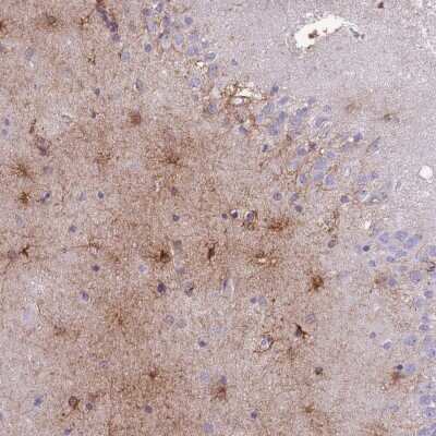 Immunohistochemistry-Paraffin: MTSS1L Antibody [NBP2-14642] - Staining of human hippocampus shows moderate cytoplasmic positivity in glial cells