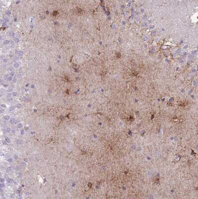 Immunohistochemistry-Paraffin: MTSS1L Antibody [NBP2-14642] - Staining of human hippocampus shows moderate cytoplasmic positivity in glial cells.