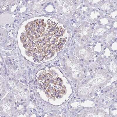 Immunohistochemistry-Paraffin: MTSS1L Antibody [NBP2-14642] - Staining of human kidney shows weak to moderate cytoplasmic positivity in cells in glomeruli.