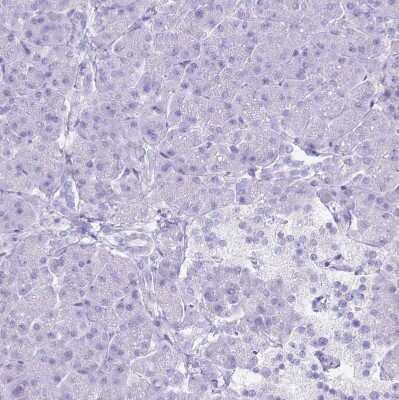 Immunohistochemistry-Paraffin: MTSS1L Antibody [NBP2-14642] - Staining of human pancreas shows no positivity in exocrine glandular cells as expected.