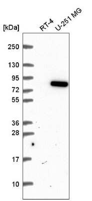 Western Blot: MTSS1L Antibody [NBP2-57037] - Western blot analysis in human cell line RT-4 and human cell line U-251 MG.