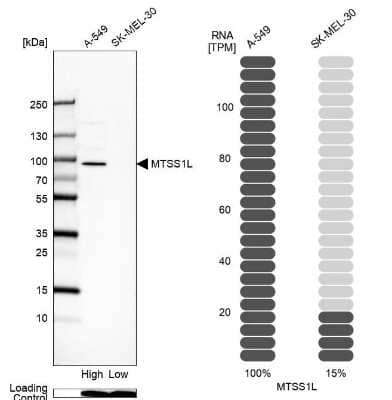 Western Blot: MTSS1L Antibody [NBP2-57037] - Analysis in human cell line A-549 and human cell line SK-MEL-30.