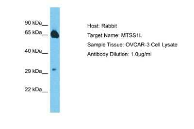 Western Blot: MTSS1L Antibody [NBP2-85333] - Host: Rabbit. Target Name: MTSS1L. Sample Type: OVCAR-3 Whole Cell lysates. Antibody Dilution: 1.0ug/mlMTSS1L is supported by BioGPS gene expression data to be expressed in OVCAR3