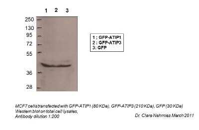 Western Blot: MTUS1 Antibody [NBP1-60097] - Antibody Titration: Positive Control: Total Cell Lysates