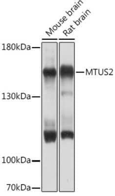 Western Blot: MTUS2 Antibody [NBP3-15522] - Western blot analysis of extracts of various cell lines, using MTUS2 Rabbit pAb (NBP3-15522) at 1:1000 dilution. Secondary antibody: HRP Goat Anti-Rabbit IgG (H+L) at 1:10000 dilution. Lysates/proteins: 25ug per lane. Blocking buffer: 3% nonfat dry milk in TBST. Detection: ECL Basic Kit. Exposure time: 10s.