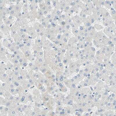 Immunohistochemistry-Paraffin: MUC1 Antibody [NBP1-85778] - Staining of human liver shows low expression as expected.