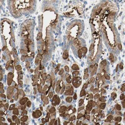 <b>Orthogonal Strategies Validation. </b>Immunohistochemistry-Paraffin: MUC1 Antibody [NBP1-85778] - Staining of human stomach shows high expression.