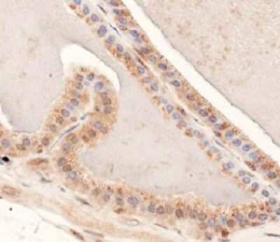 Immunohistochemistry: MUC4 Antibody [NBP1-52193] - Staining of MUC4 in mouse prostate