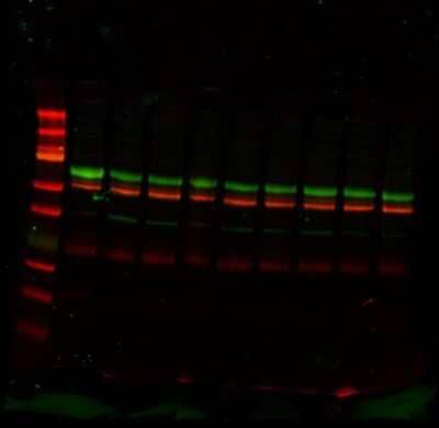 Western Blot: MUC4 Antibody [NBP1-52193] - MUC4 is shown in the green channel, with beta-tubulin in red channel and Precision Plus dual color protein ladder in the left. The main band is about 60 kDa, with another band about 40 kDa. Image from verified customer review.