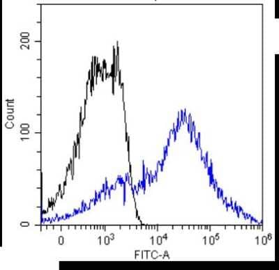 Flow Cytometry: MUC1 Antibody (HMFG2) - Chimeric [NBP2-62565] - Flow-cytometry using the anti-MUC1 antibody HMFG2. MCF-7 cells were stained with unimmunized rabbit IgG antibody (black line) or the rabbit-chimeric version of HMFG2 (NBP2-62565, blue line) at a concentration of 10 ug/ml for 30 mins at RT. After washing, bound antibody was detected using an anti-rabbit IgG JK (FITC-conjugate) antibody at 2 ug/ml and cells analyzed on a FACSCanto flow-cytometer.