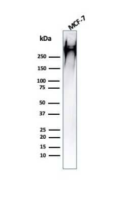 Western Blot: MUC1 Antibody (HMPV) [NBP2-44657] - Western Blot Analysis of human MCF-7 cell lysate using MUC1 Antibody (HMPV).