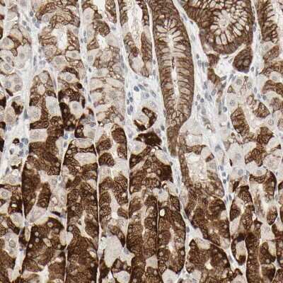 Immunohistochemistry-Paraffin: MUC1 Antibody [NBP1-85779] - Staining of human stomach shows strong cytoplasmic positivity in glandular cells.