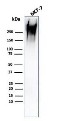 Western Blot: MUC1 Antibody (rMUC1/960) - Azide and BSA Free [NBP2-54346] - Western Blot Analysis of human MCF-7 cell lysate using MUC1 Mouse Recombinant Monoclonal Antibody (rMUC1/960).