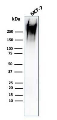 Western Blot: MUC1 Antibody (rMUC1/960) [NBP2-53286] - Western Blot Analysis of human MCF-7 cell lysate using MUC1 Mouse Recombinant Monoclonal Antibody (rMUC1/960).