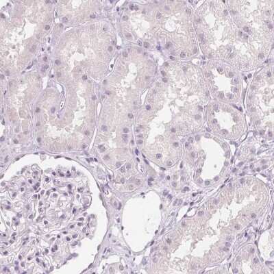 Immunohistochemistry-Paraffin: MUC12 Antibody [NBP1-82607] - Staining of human kidney shows no positivity in cells in tubules as expected.