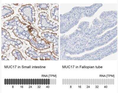 Immunohistochemistry-Paraffin: MUC17 Antibody [NBP1-91013] - Analysis in human small intestine and fallopian tube tissues.  Corresponding MUC17 RNA-seq data are presented for the same tissues.