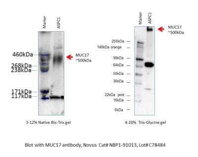 Western Blot: MUC17 Antibody [NBP1-91013] - Analysis of AsPC-1 cell lysate (20ug loaded). Image from verified customer review.