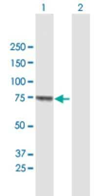 Western Blot MUC20 Antibody - Azide and BSA Free