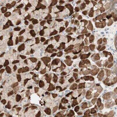 Immunohistochemistry-Paraffin: MUC3 Antibody [NBP1-87742] - Staining of human stomach shows strong cytoplasmic positivity in parietal cells.