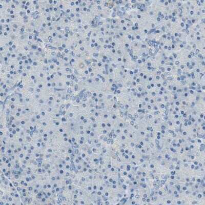 Immunohistochemistry-Paraffin: MUC4 Antibody [NBP1-86505] - Staining of human pancreas shows no cytoplasmic positivity in exocrine glandular cells as expected.