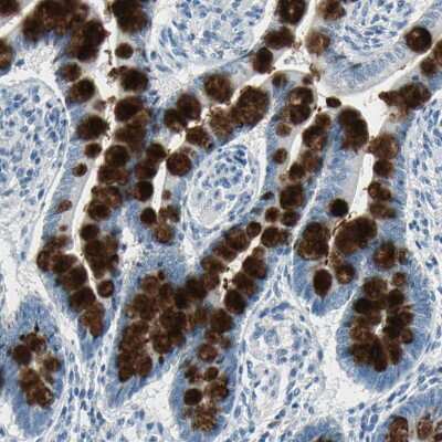 Immunohistochemistry-Paraffin: MUC4 Antibody [NBP1-86505] - Staining of human small intestine shows strong positivity in mucus in goblet cells.