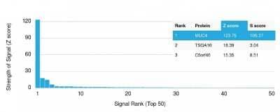 Protein Array: MUC4 Antibody (MUC4/3084) [NBP2-79731] - Analysis of Protein Array containing more than 19,000 full-length human proteins using MUC4 Antibody (MUC4/3084) Z- and S- Score: The Z-score represents the strength of a signal that a monoclonal antibody (MAb) (in combination with a fluorescently-tagged anti-IgG secondary antibody) produces when binding to a particular protein on the HuProt(TM) array. Z-scores are described in units of standard deviations (SD's) above the mean value of all signals generated on that array. If targets on HuProt(TM) are arranged in descending order of the Z-score, the S-score is the difference (also in units of SD's) between the Z-score. S-score therefore represents the relative target specificity of a MAb to its intended target. A MAb is considered to specific to its intended target, if the MAb has an S-score of at least 2.5.