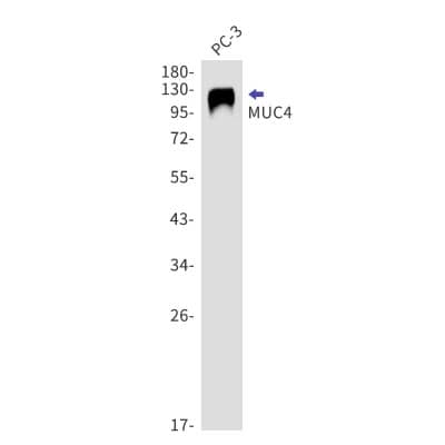 Western Blot: MUC4 Antibody (S05-7I9) [NBP3-19704] - Western blot detection of MUC4 in PC-3 using NBP3-19704. Predicted band size: 232kDa. Observed band size: 120kDa.