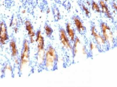 Immunohistochemistry-Paraffin: MUC5AC Antibody (45M1) - IHC-Prediluted [NBP2-44450] - Formalin-fixed, paraffin-embedded Rat stomach stained with MUC5AC Monoclonal Antibody (45M1).