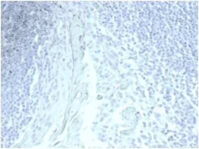 Immunohistochemistry-Paraffin: MUC5AC Antibody (MUC5AC/7067R) [NBP3-13975] - IHC analysis of formalin-fixed, paraffin-embedded human tonsil. Negative tissue control using MUC5AC antibody (MUC5AC/7067R)at 2ug/ml in PBS for 30min RT. HIER: Tris/EDTA, pH9.0, 45min. HRP-polymer, 30min. DAB, 5min.