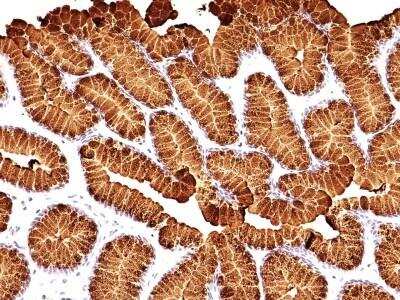 Immunohistochemistry-Paraffin: MUC5AC Antibody (MUC5AC/917 + 45M1) - Azide and BSA Free [NBP2-47696] - Human Stomach stained with MUC5AC Monoclonal Antibody (MUC5AC/917 + 45M1).