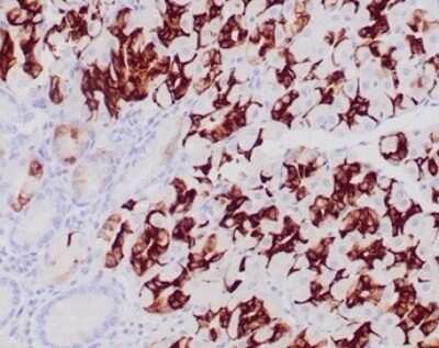 Immunohistochemistry-Paraffin: MUC6 Antibody (CLH5) - IHC-Prediluted [NBP2-48339] - Formalin-fixed, paraffin-embedded human normal stomach. Strong cytoplasmic of glandular cells using MUC6 Antibody (CLH5). HIER: Tris/EDTA, pH9.0, 45min. HRP-polymer, 30min. DAB, 5min.