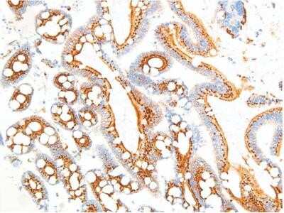 Immunohistochemistry: MUC6 Antibody (IHC626) - IHC-Prediluted [NBP2-78881] - Staining of MUC6 (IHC626) in stomach.