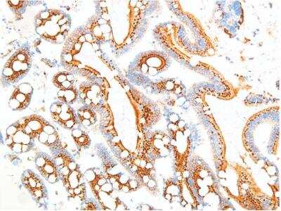 Immunohistochemistry-Paraffin: MUC6 Antibody (IHC626) [NBP2-75985] - Staining of MUC6 (IHC626) in stomach.