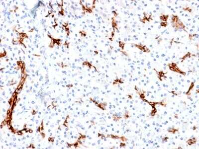 Immunohistochemistry-Paraffin: MUC6 Antibody (MUC6/1553R) - Azide and BSA Free [NBP3-08352] - Formalin-fixed, paraffin-embedded human Pancreas stained with MUC6 Rabbit Recombinant Monoclonal Antibody (MUC6/1553R).