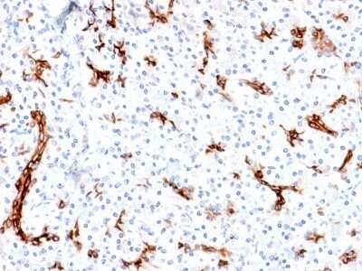 Immunohistochemistry-Paraffin: MUC6 Antibody (MUC6/1553R) [NBP3-07373] - Formalin-fixed, paraffin-embedded human Pancreas stained with MUC6 Rabbit Recombinant Monoclonal Antibody (MUC6/1553R).