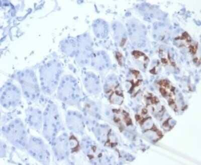 Immunohistochemistry-Paraffin: MUC6 Antibody (MUC6/7069R) [NBP3-13976] - Formalin-fixed, paraffin-embedded human stomach stained with MUC6 antibody (MUC6/7069R). HIER: Tris/EDTA, pH9.0, 45min. HRP-polymer, 30min. DAB, 5min.