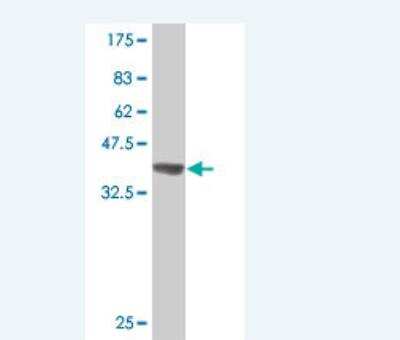 Western Blot: MUC7 Antibody [H00004589-A01] - Detection against Immunogen (37.11 KDa) .