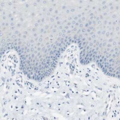 Immunohistochemistry-Paraffin: MUCDHL Antibody [NBP1-92148] - Staining of human cervix, uterine shows low expression as expected.