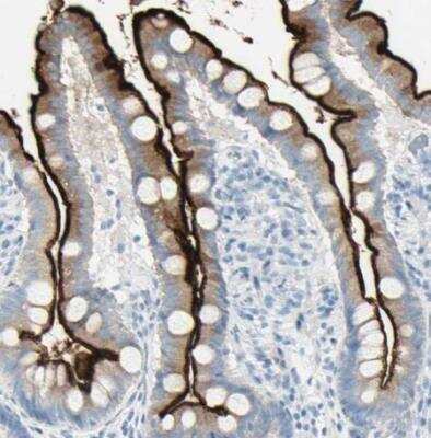 <b>Orthogonal Strategies Validation. </b>Immunohistochemistry-Paraffin: MUCDHL Antibody [NBP1-92148] - Staining of human small intestine shows high expression. 