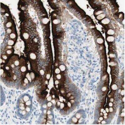 <b>Orthogonal Strategies Validation. </b>Immunohistochemistry-Paraffin: MUCDHL Antibody [NBP1-92149] - Staining of human small intestine shows high expression.