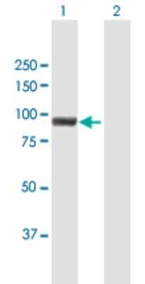 Western Blot: MUM1 Antibody [H00084939-B01P] - Analysis of MUM1 expression in transfected 293T cell line by MUM1 polyclonal antibody.  Lane 1: MUM1 transfected lysate(78.21 KDa). Lane 2: Non-transfected lysate.